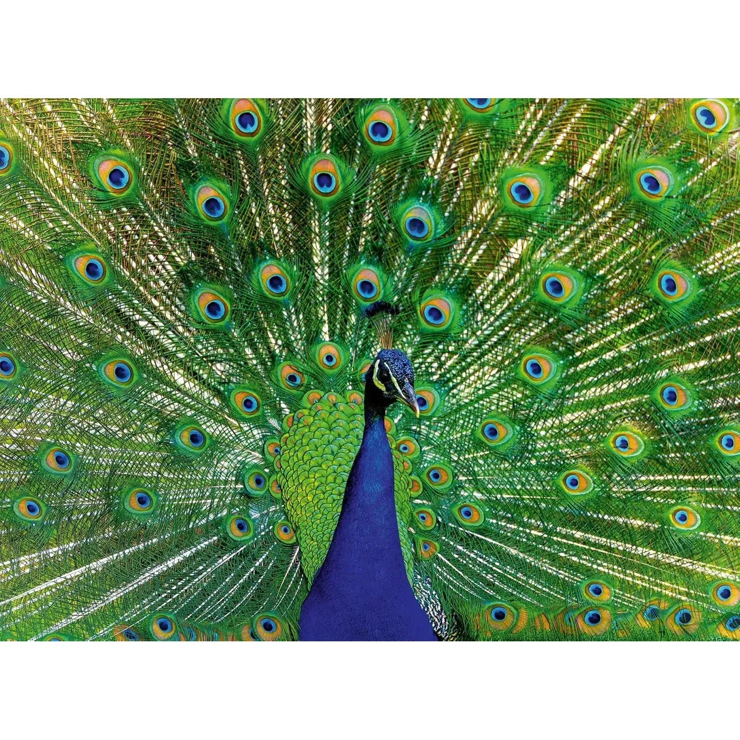 Ravensburger Peacock Puzzle 500pc - Image 2